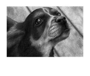 Bark and Beg